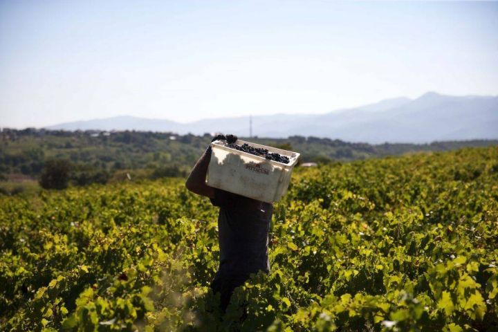 Viñedo de Bodegas Pittacum