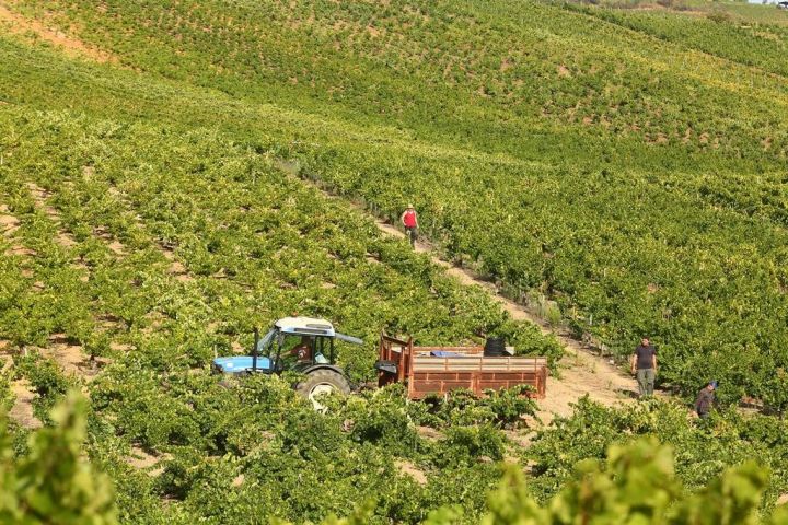 Vendimia en el Bierzo