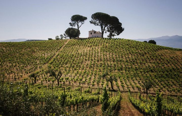 Documental 'El Viticultor y la Tierra' de la DO Bierzo